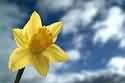 Daffodil image