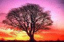 Picture of a tree with colorful sky